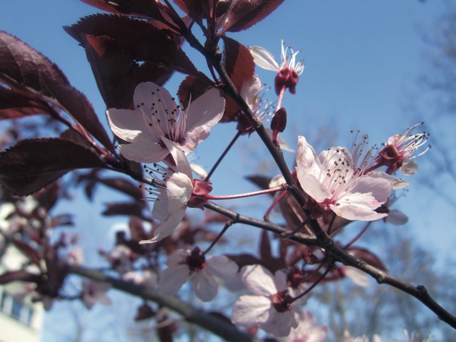 43 Blume
